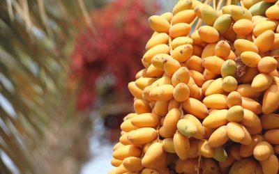 محاضرة بعنوان مصارف الزكاة