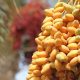 محاضرة بعنوان مصارف الزكاة