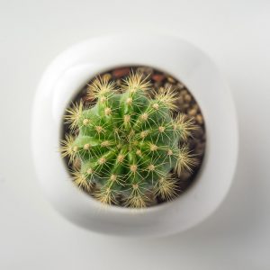 Cactus #3