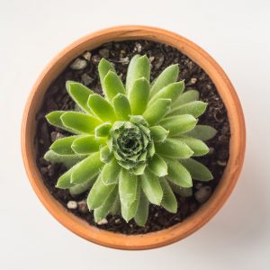 Cactus #2