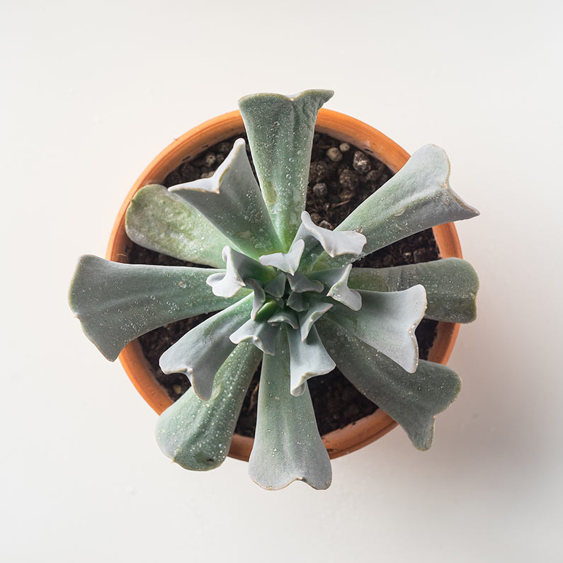 Cactus #1